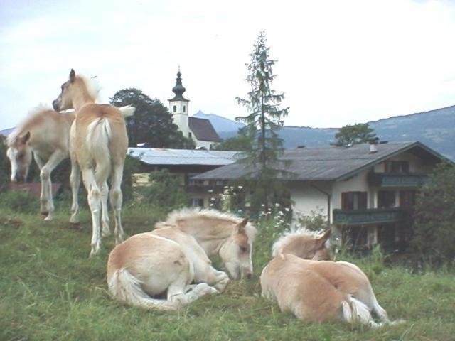 Campingplatz Torrenerhof ゴリング・アン・デア・ザルツァッハ エクステリア 写真